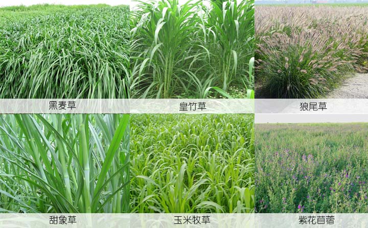 颗粒草原料.jpg